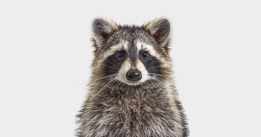 the closup image of a raccoon by Dave's Pest Control.