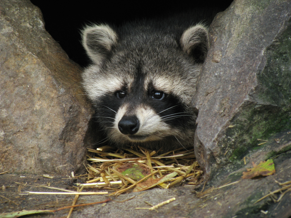 raccoon in a home, an image by Dave's Pest Control