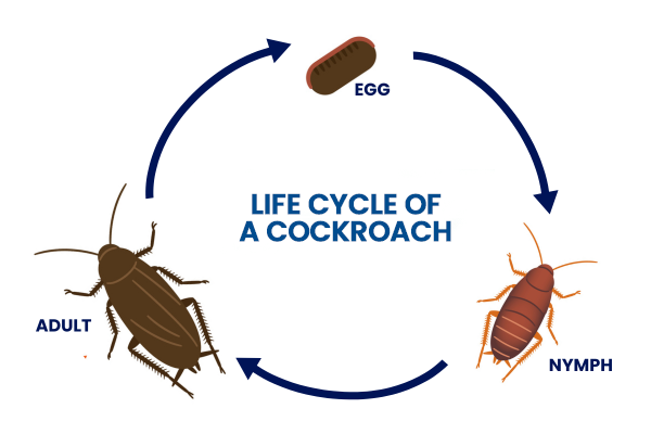 Cockroach life cycle diagram showing egg, nymph, and adult stages in a circular flow.