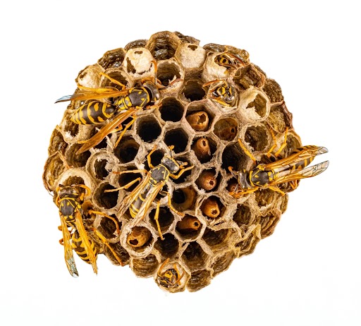 Active Wasp Nest Close-Up