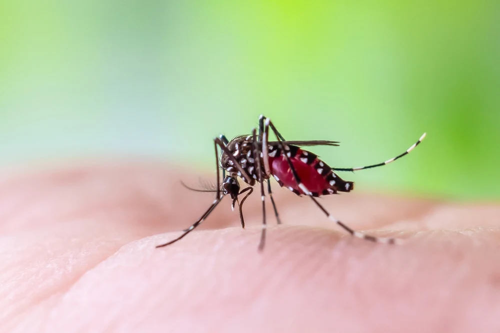 Aedes aegypti mosquito feeding on human skin in Florida