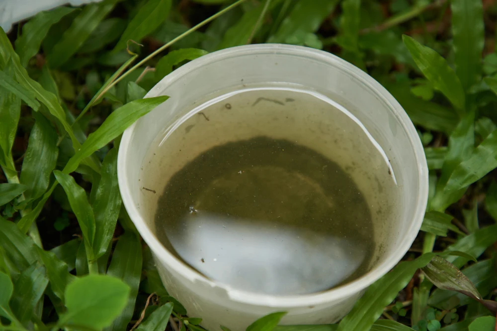 A bucket filled with water in a yard, perfect spot for mosquito activity. 