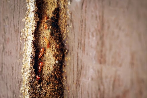 Close-up of termites feeding on wooden structure, showing termite damage in Florida homes