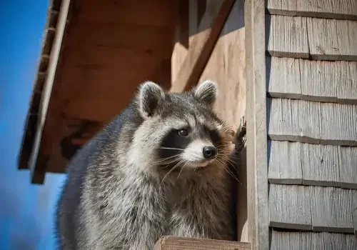 Fat-raccoon-explores-the-area-qzr9e4od3j296a1hwaejaifkb148v21u337cay5ub0