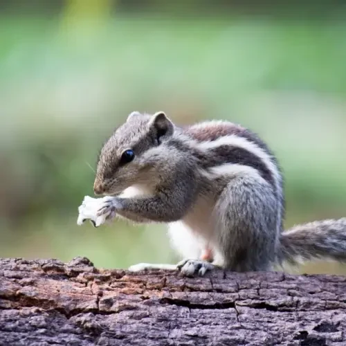 Squirrels01-qzbk4frdcpw3x947b4tzzcfzixu2kb5e5oytdin6vc