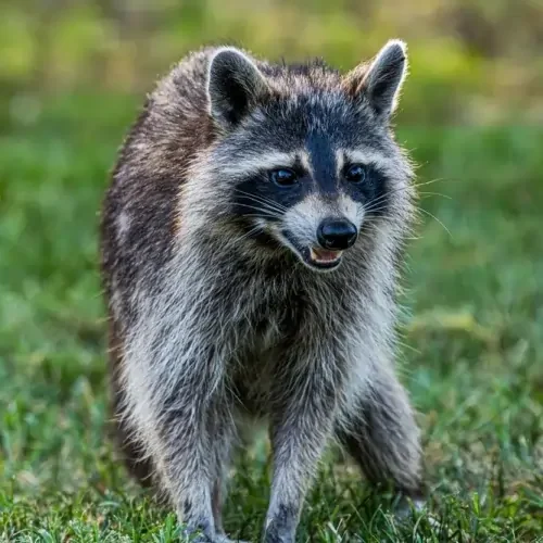 racoon-walking-qzbkl2ika6nrcuyh6tnclnclxduvri6es0j42rzers