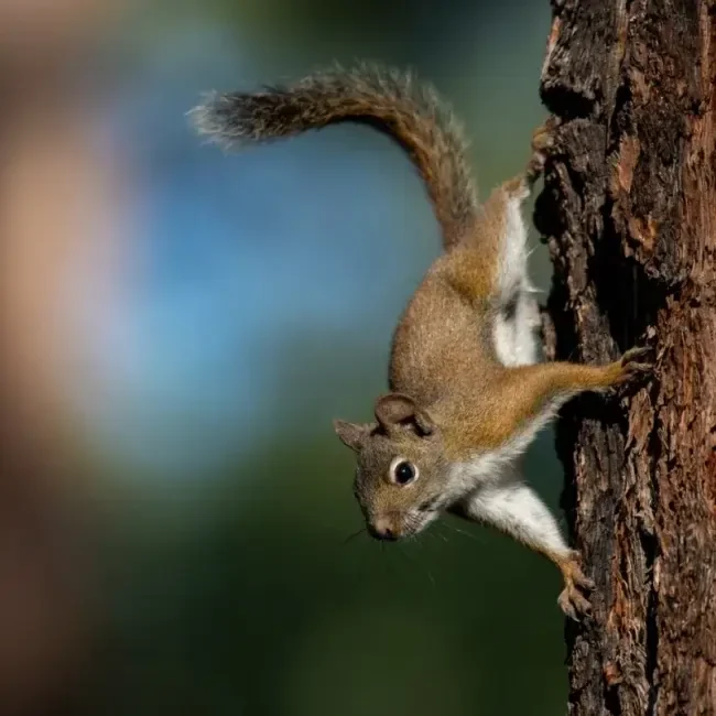 squirrel-1-qz4rz1j2q421y6fxtqlz8xqx61ypdjoivx0cikhhpg